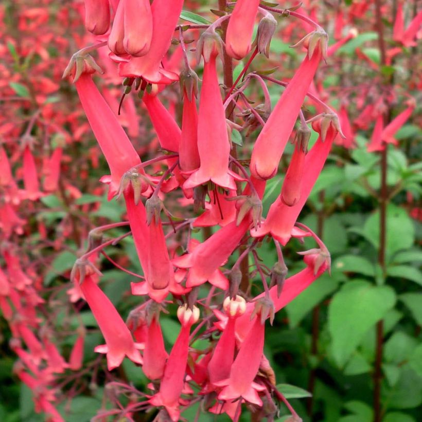 Phygelius capensis - Cape Fuchsia (Flowering)