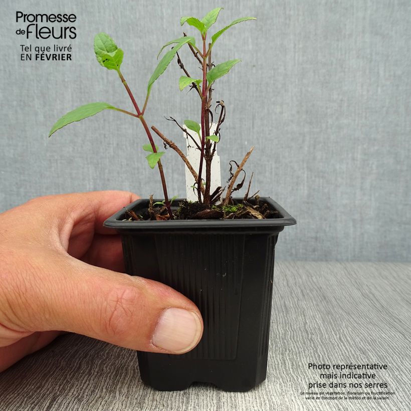 Phygelius capensis - Fuchsia du Cap Godet de 8/9 cm sample as delivered in autumn