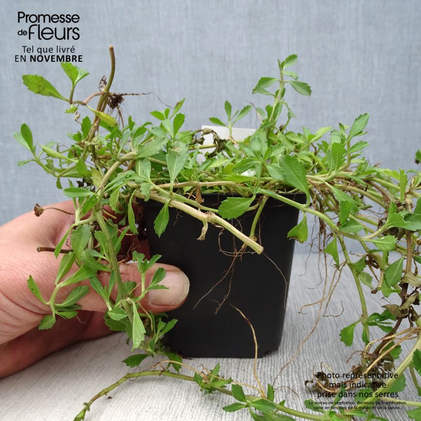 Phyla ou Lippia nodiflora - Verveine nodulaire Godet de 9cm sample as delivered in autumn