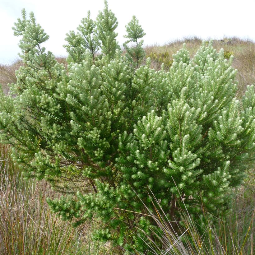 Phylica arborea (Plant habit)