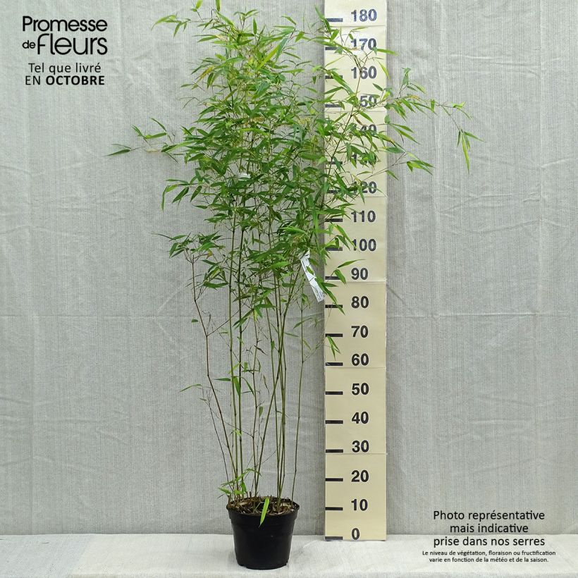 Phyllostachys aureosulcata Alata - Bambou moyen Pot de 4L/5L sample as delivered in autumn