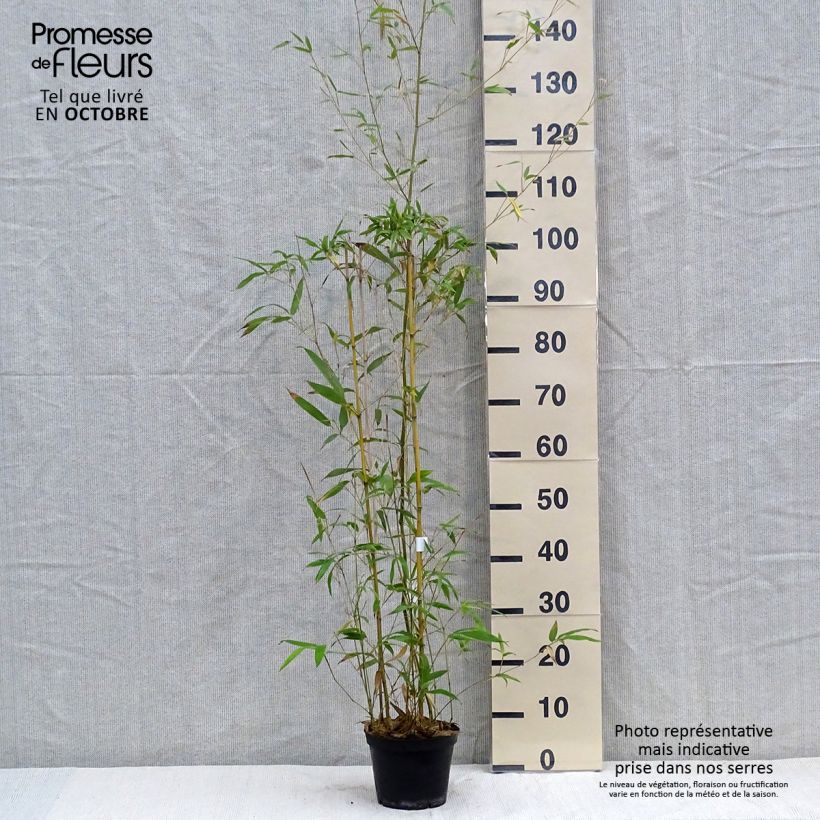 Phyllostachys humilis - Bambou moyen pot 2L sample as delivered in autumn