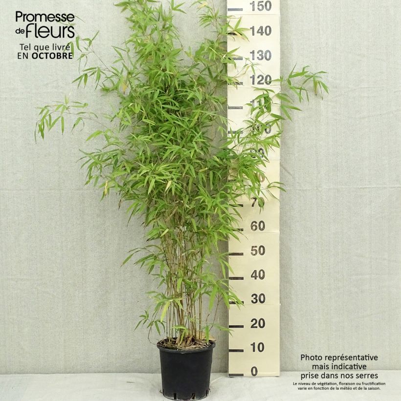 Phyllostachys humilis - Bambou moyen pot 5L 100/150 cm sample as delivered in autumn