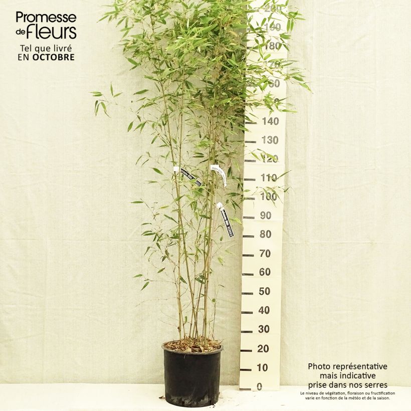 Phyllostachys nigra Henonis - Bambou géant pot 15L  sample as delivered in autumn