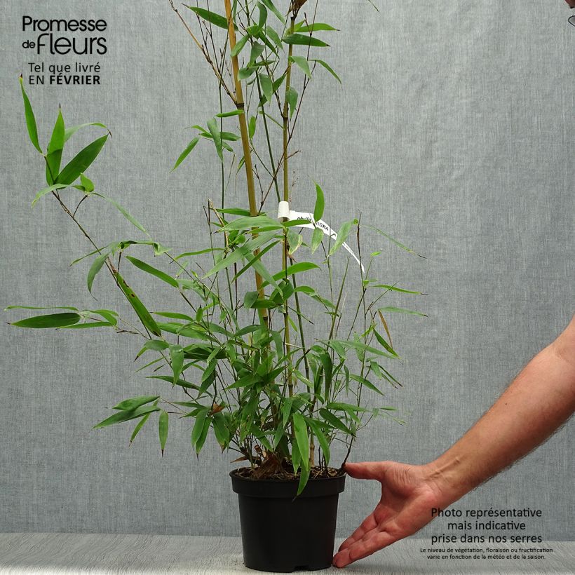 Phyllostachys nigra Henonis - Bambou géant pot 2L 60/80 sample as delivered in autumn