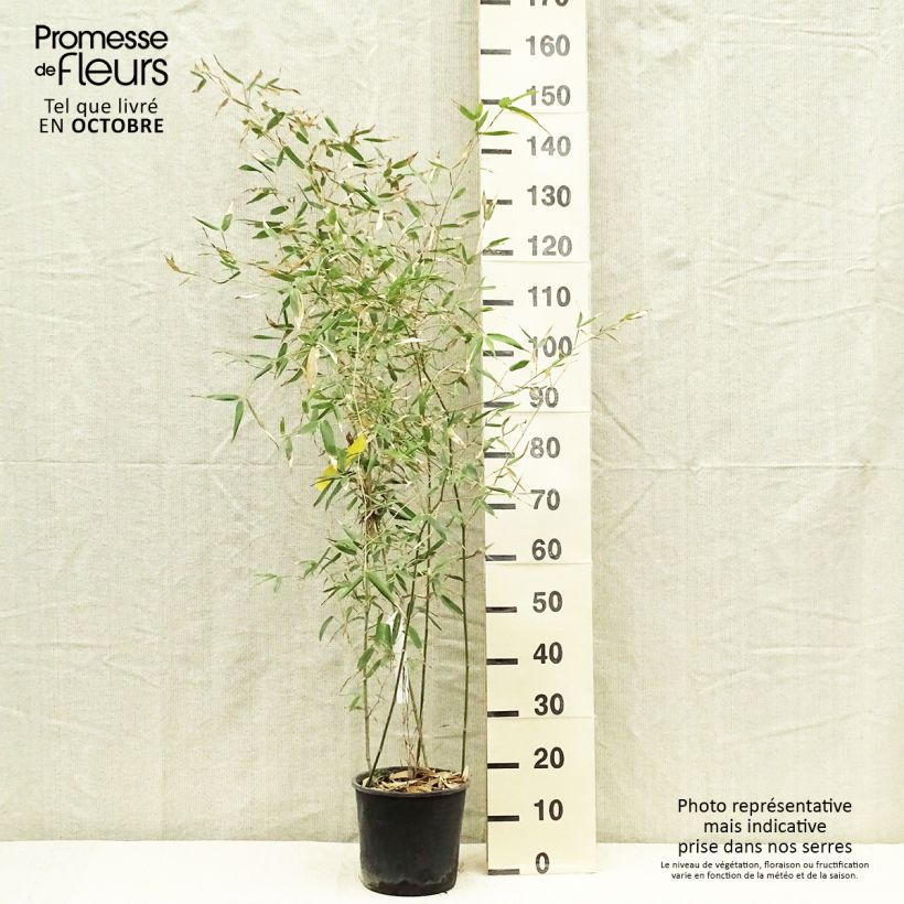 Phyllostachys viridis Sulphurea - Bambou en pot de 2L/3L sample as delivered in autumn