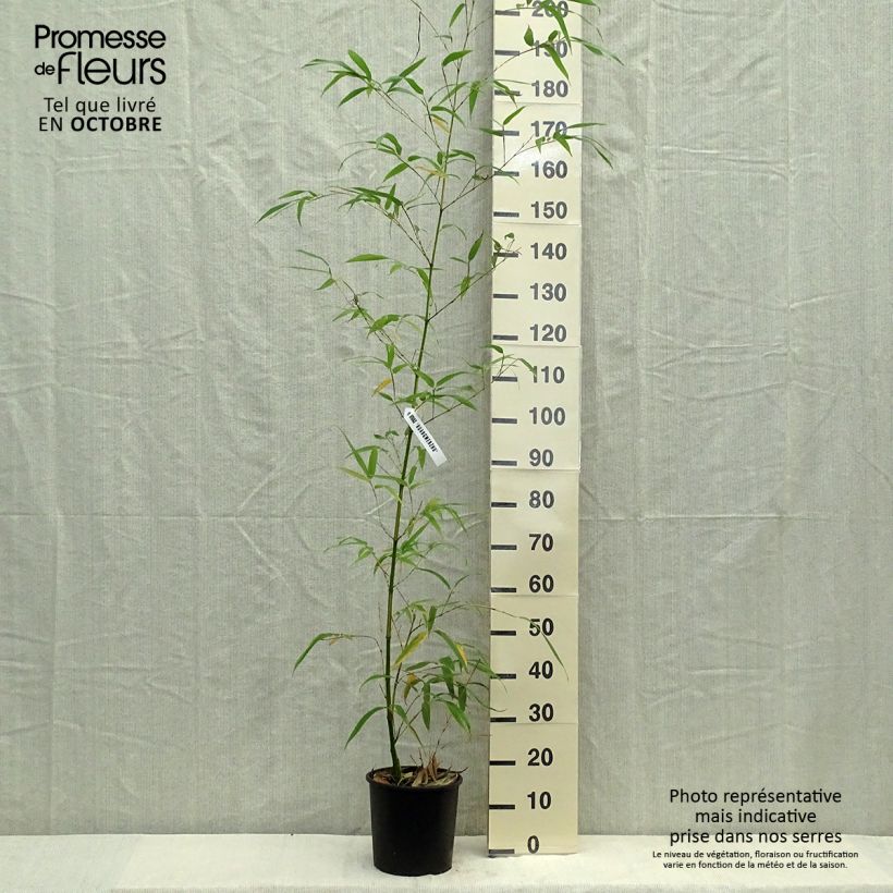 Phyllostachys vivax Aureocaulis - Bambou géant Pot de 4L/5L sample as delivered in autumn