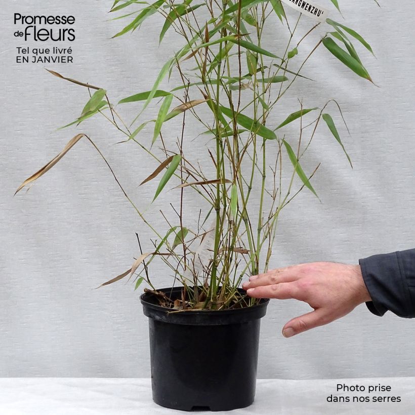 Phyllostachys vivax Huangwenzhu - Bambou géant en pot de 5L  sample as delivered in winter