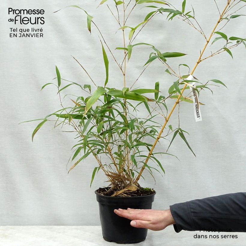 Phyllostachys vivax MacClure (type) - Bambou géant Pot de 15L sample as delivered in winter