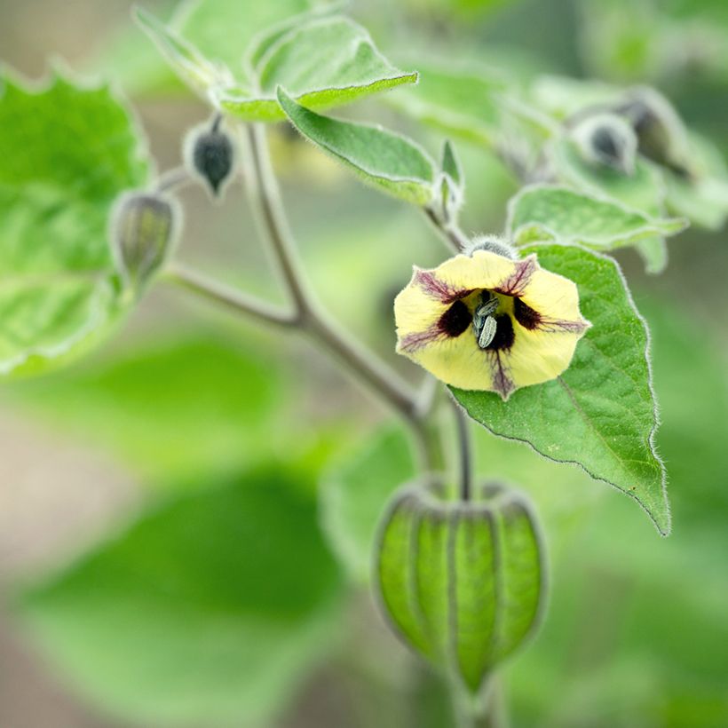 Physalis peruviana seeds (Flowering)