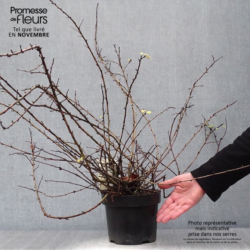 Physocarpus capitatus Tilden Park Pot de 3L/4L sample as delivered in autumn