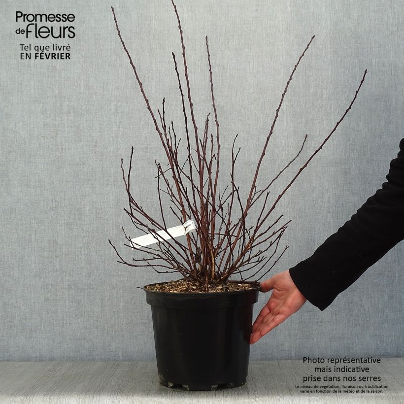 Physocarpus opulifolius All Black - Physocarpe noir en pot de 7,5l/10l sample as delivered in winter