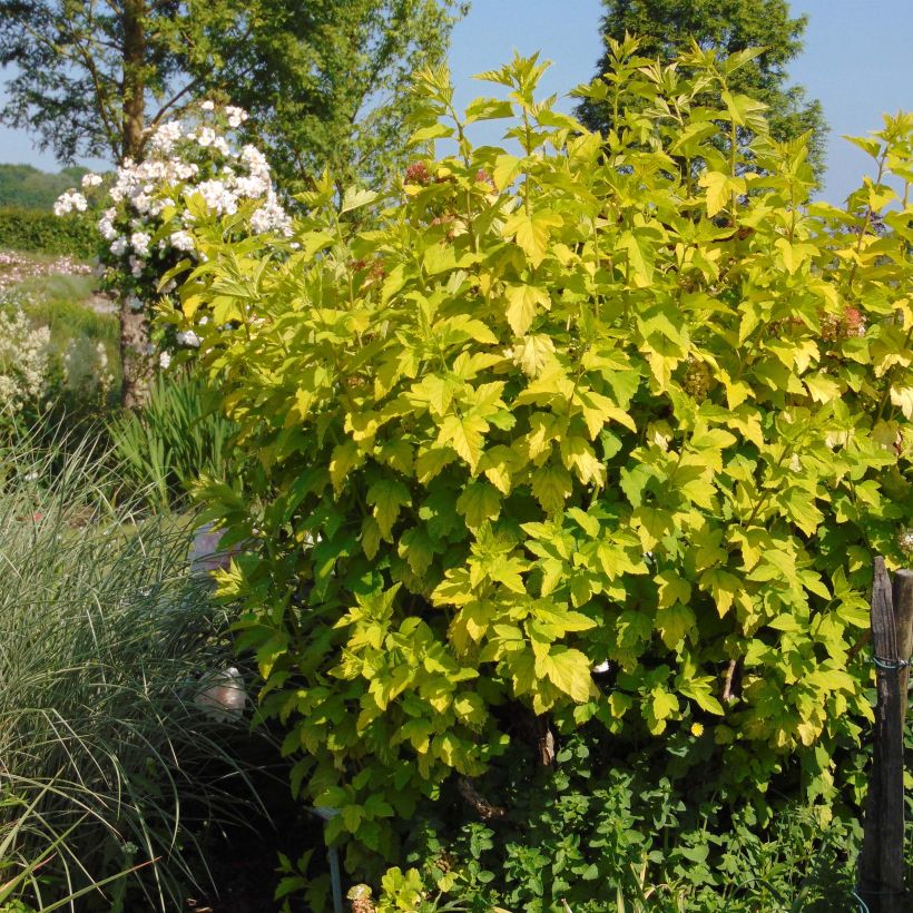 Example of Physocarpus opulifolius Angel Gold - Physocarpe Pot de 3L/4LHauteur livrée env. 40/60cm specimen as delivered