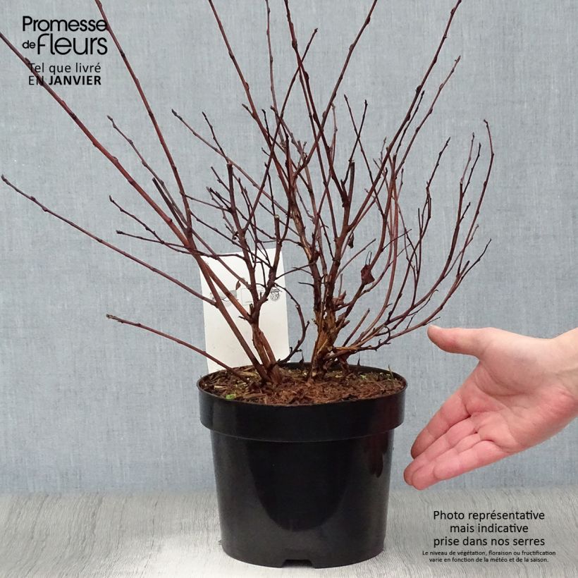 Physocarpus opulifolius Angel Gold en pot de 3/4L sample as delivered in winter