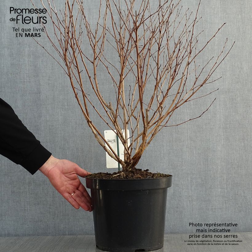 Physocarpus opulifolius Angel Gold en pot de 7,5L/10L sample as delivered in winter