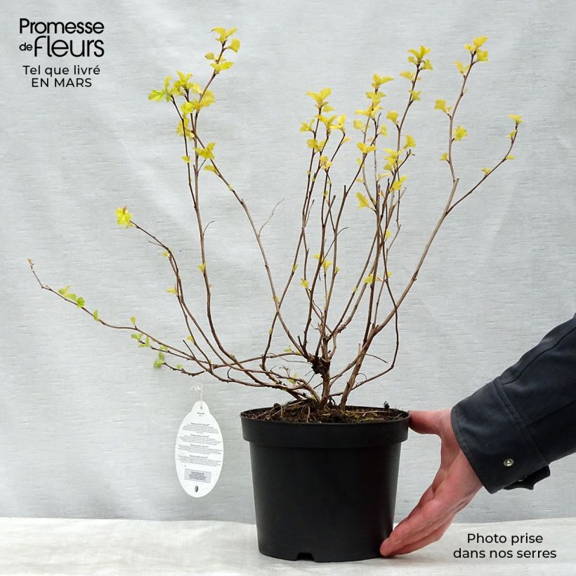 Physocarpus opulifolius Anny's Gold - Physocarpe Pot de 3L/4L sample as delivered in winter