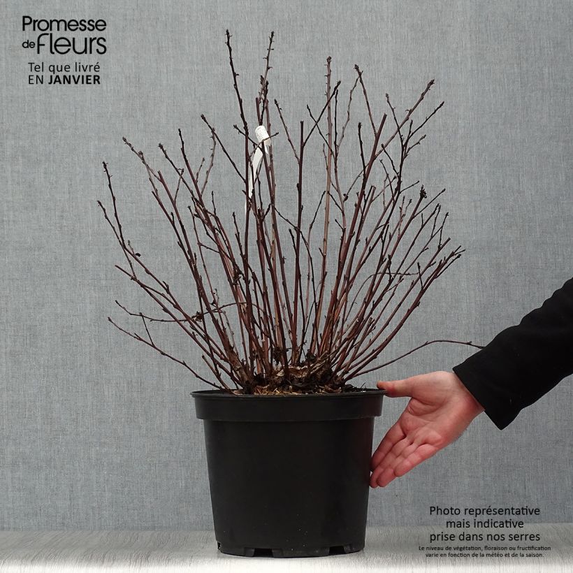 Physocarpus opulifolius Black Light - Physocarpe Pot de 7,5L/10L sample as delivered in winter