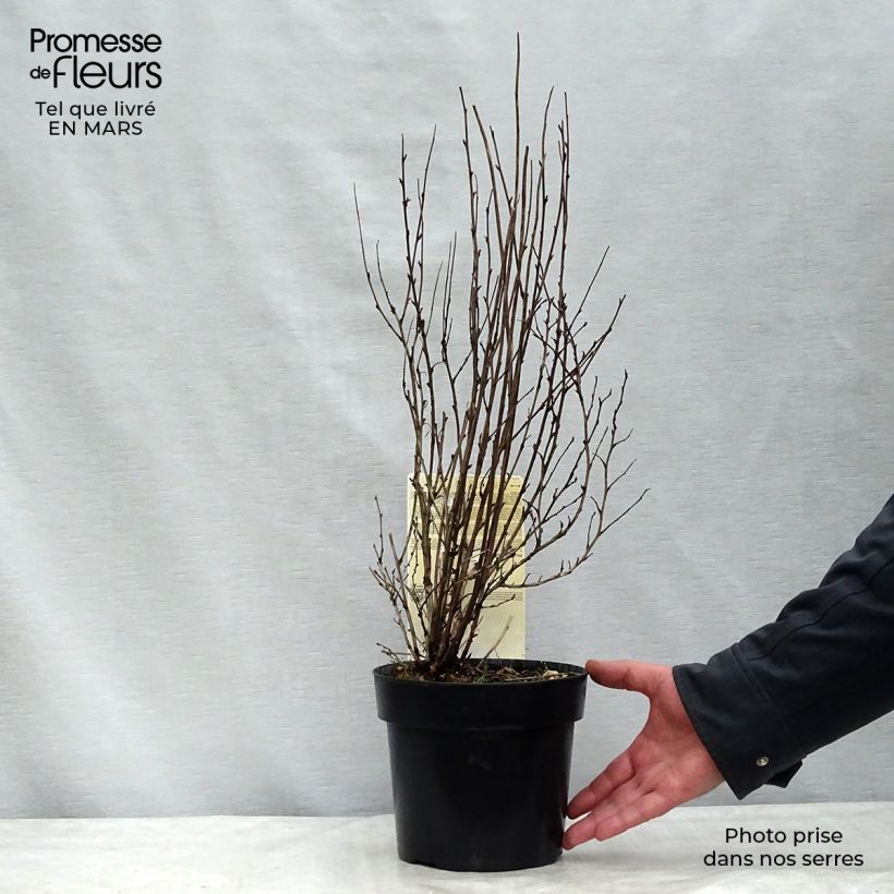 Physocarpus opulifolius Burgundy Candy Pot de 2L/3L sample as delivered in winter