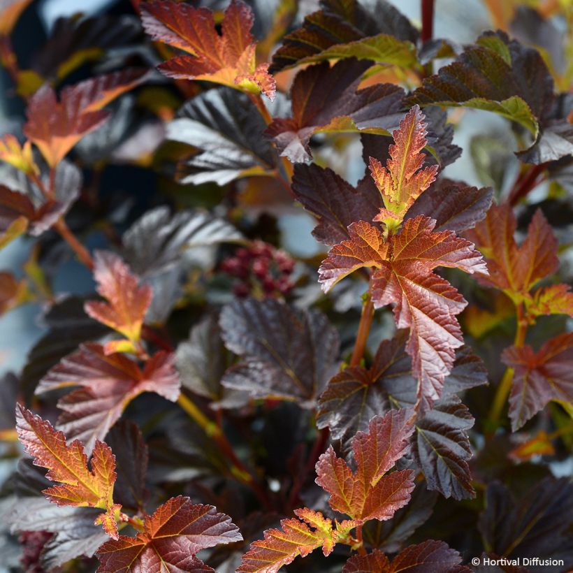 Physocarpus opulifolius Choco Flame - Ninebark (Foliage)