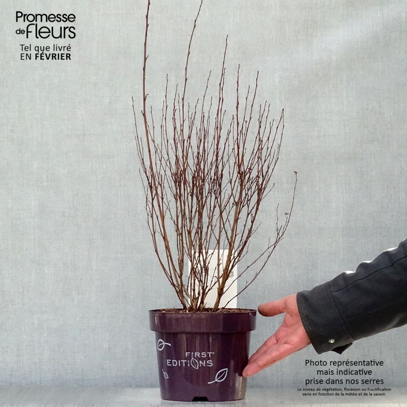 Physocarpus opulifolius Little Devil - Pot de 3,5L sample as delivered in winter