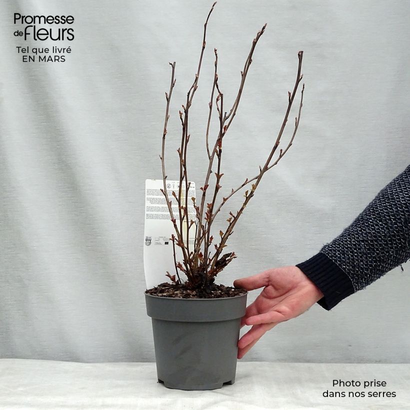 Physocarpus opulifolius Perspektiva Pot de 2L/3L sample as delivered in winter