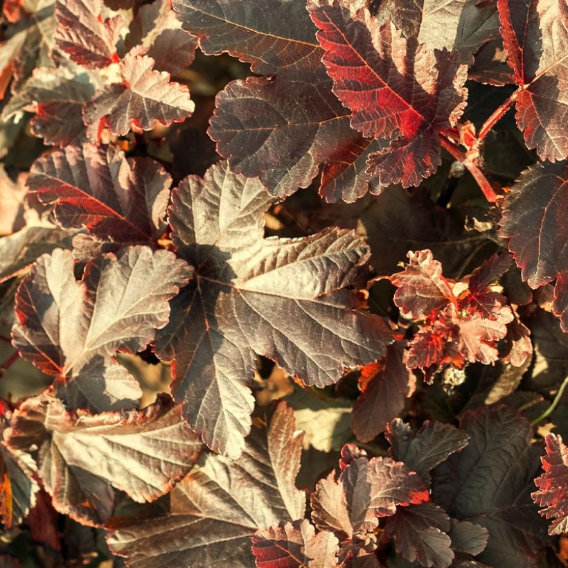 Physocarpus opulifolius Perspectiva - Ninebark (Foliage)