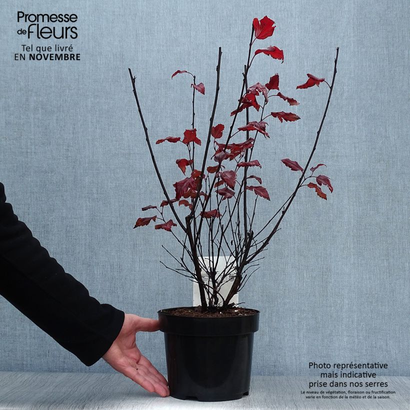 Physocarpus opulifolius Summer Wine Pot de 3L/4L sample as delivered in autumn