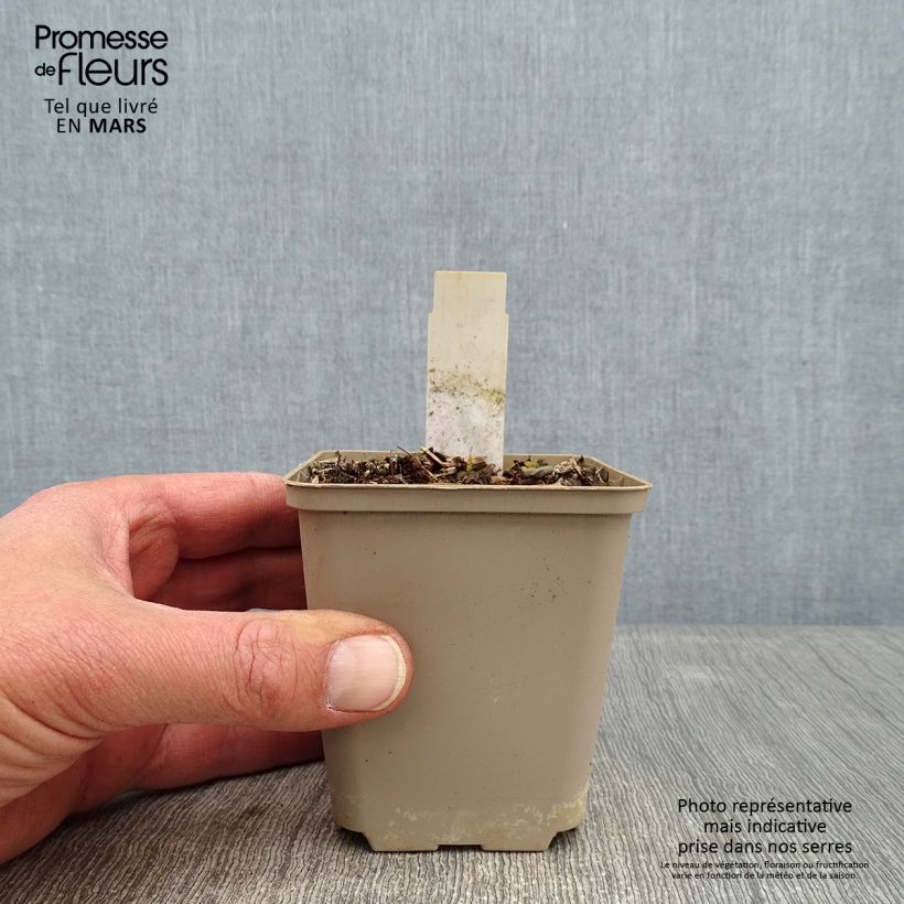 Physostegia virginiana Miss Manners - Cataleptique Godet de 9cm sample as delivered in winter