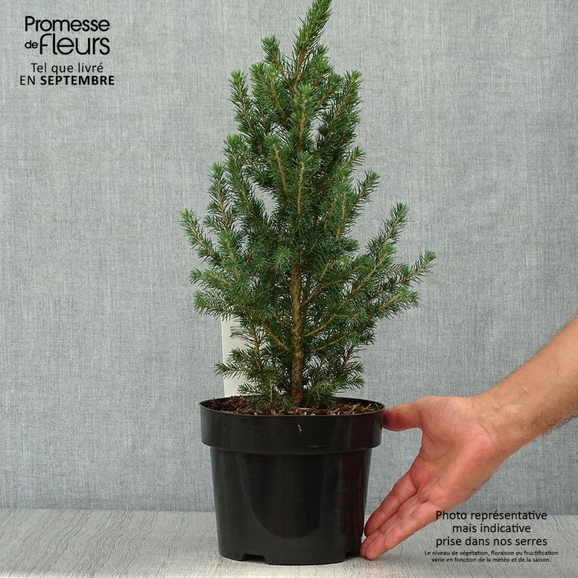 Picea glauca December - Épinette blanche  Pot de 3L/4L sample as delivered in autumn