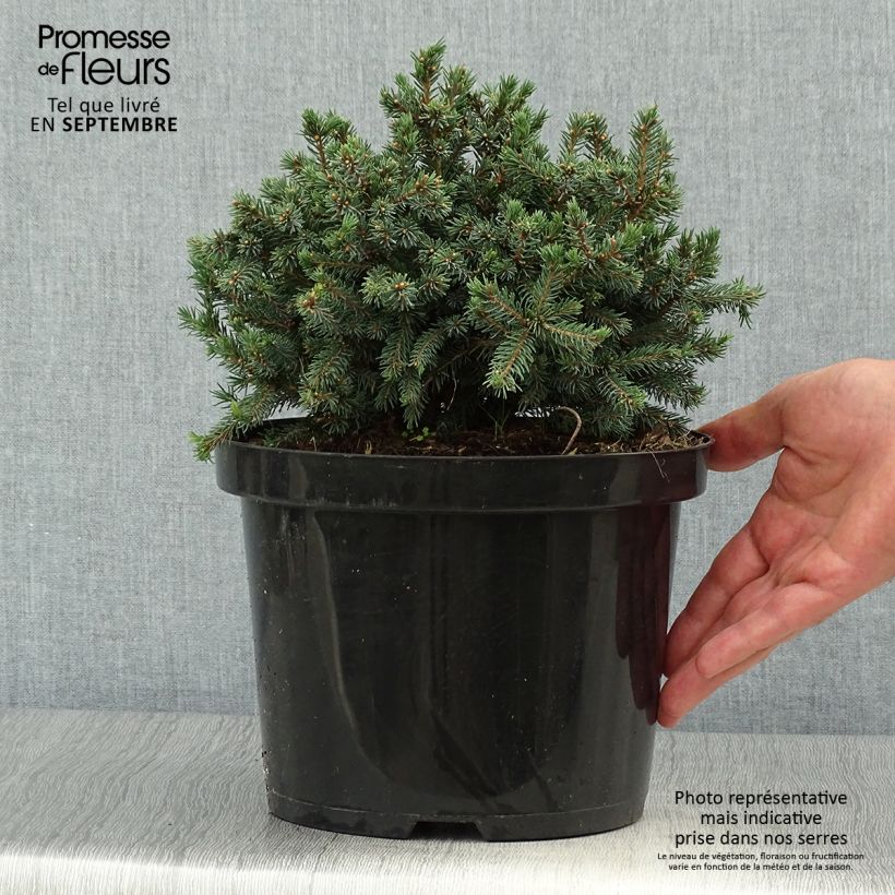 Picea glauca Echiniformis Echt - Epinette blanche                    Pot de 4L/5L sample as delivered in autumn