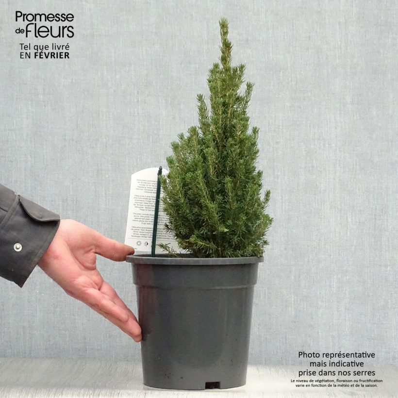 Picea glauca Laurin - Epinette blanche                              Pot de 3L/4L sample as delivered in winter