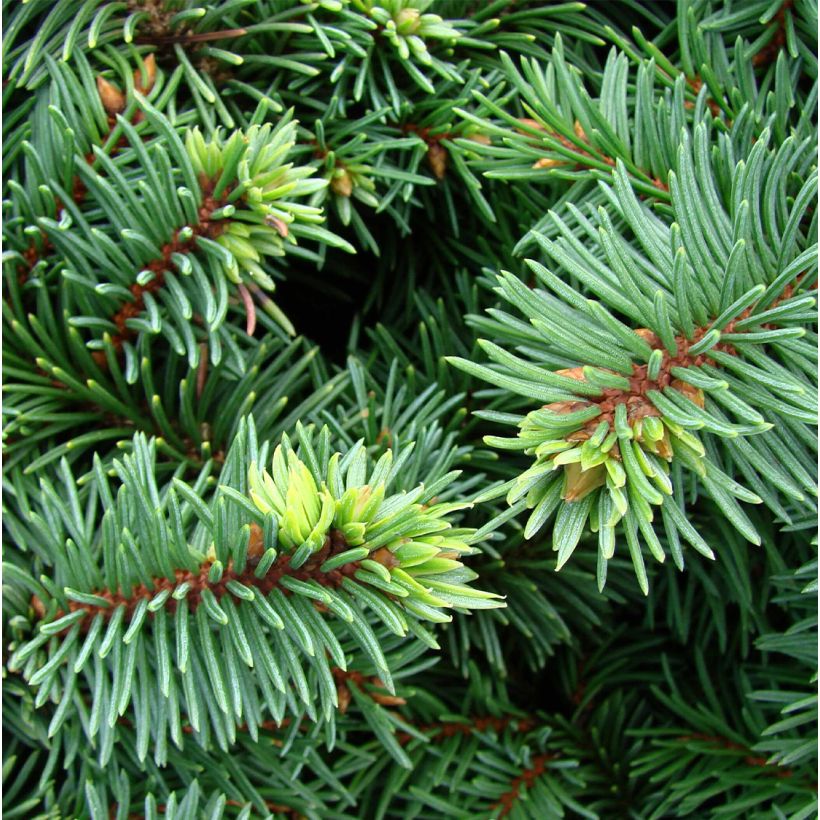 Picea pungens Mrs Cesarini - Blue Spruce (Foliage)