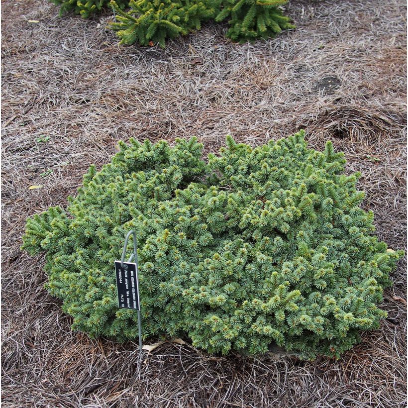 Picea pungens Mrs Cesarini - Blue Spruce (Plant habit)