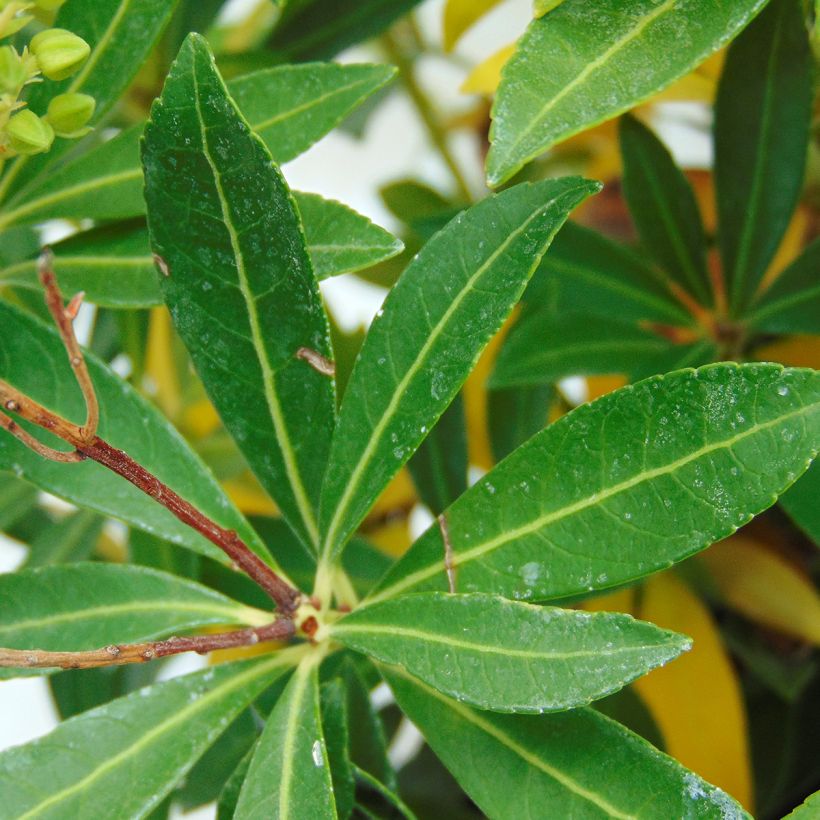 Pieris japonica Debutante - Japanese Andromeda (Foliage)