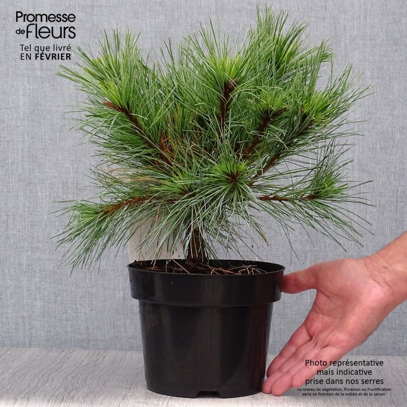 Pin Weymouth - Pinus strobus Blue Shag en pot de 2l/3l sample as delivered in autumn