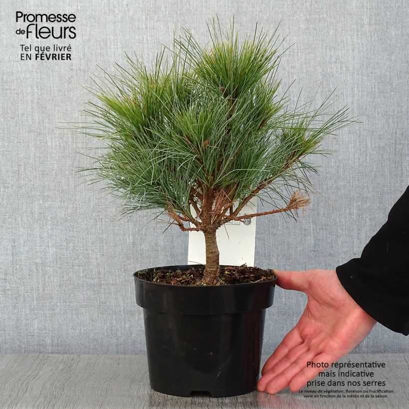 Pin Weymouth - Pinus strobus Blue Shag en pot de 2l/3l sample as delivered in winter