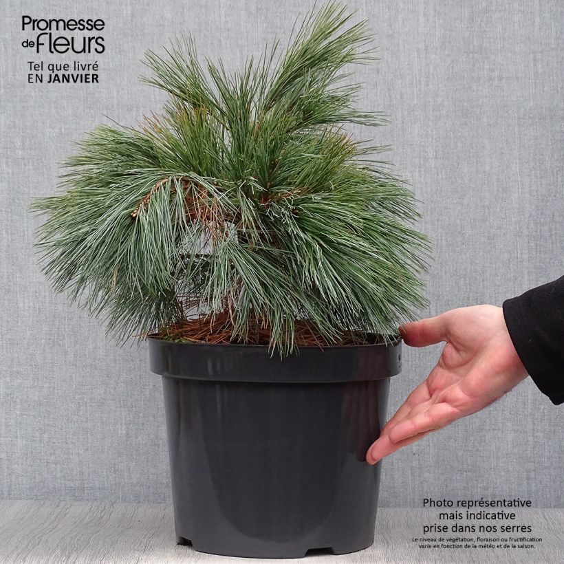 Pin Weymouth - Pinus strobus Blue Shag en pot de 7,5l/10l sample as delivered in winter