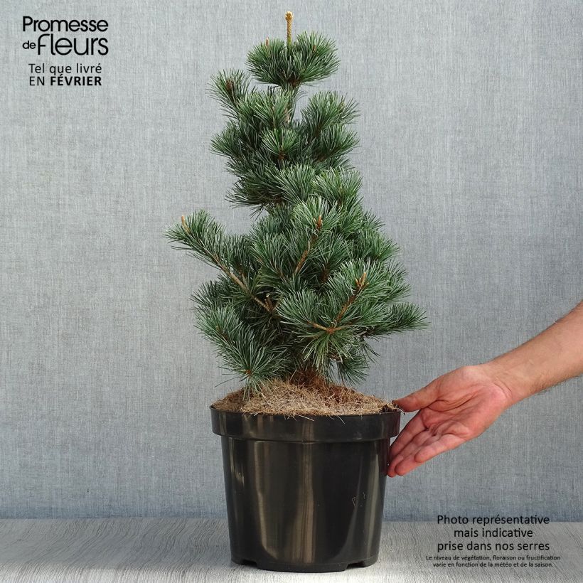 Pin blanc des japonais - Pinus parviflora Tempelhof Pot de 7,5L/10L sample as delivered in autumn