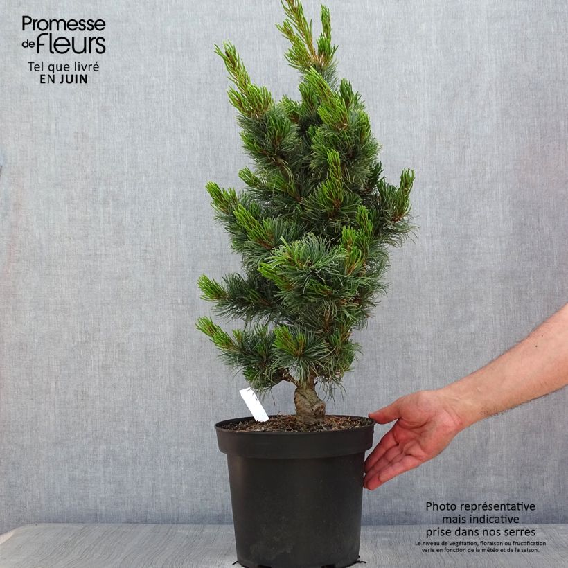 Pinus parviflora Bergman - Japanese White Pine 7.5L/10L potShipped height around 40/50cm sample as delivered in spring