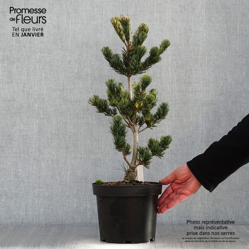 Pin blanc du Japon - Pinus parviflora Fukai  Pot de 4L/5L sample as delivered in winter