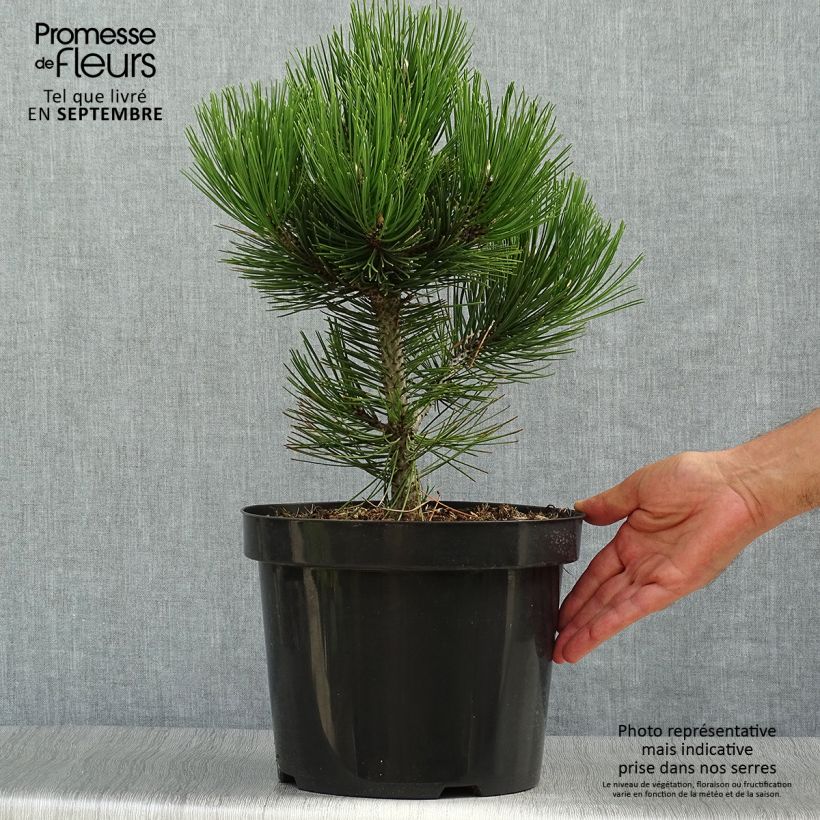 Pin de Bosnie - Pinus heldreichii Malinkii en pot de 7,5l/10l sample as delivered in autumn