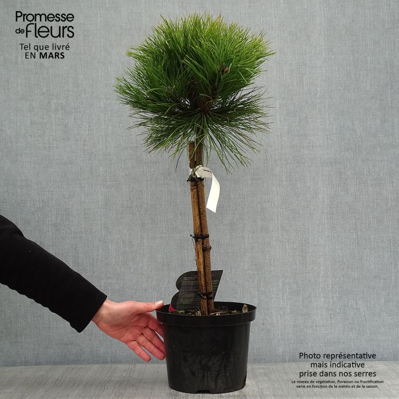 Pin noir - Pinus nigra Marie Brégéon sur tige en pot de 4L/5L sample as delivered in winter