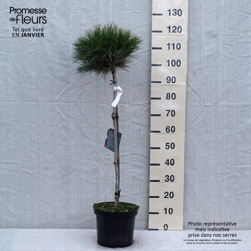 Pin noir - Pinus nigra Marie Brégéon sur tige en pot de 7,5L/10L sample as delivered in winter