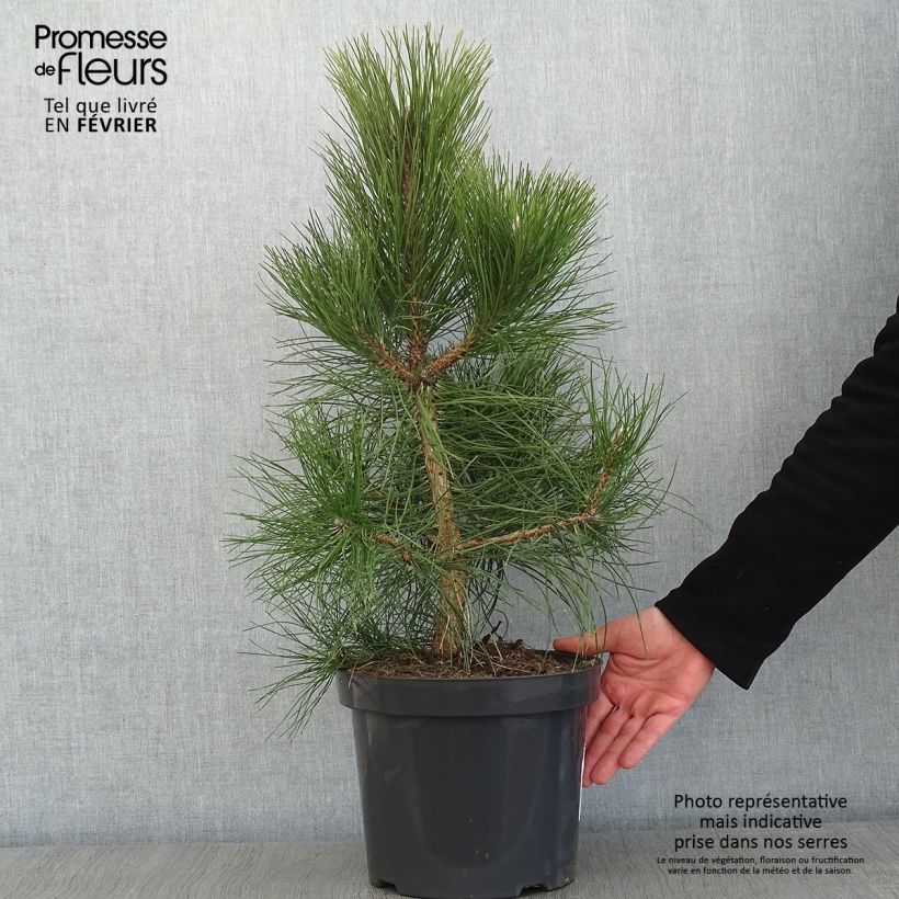 Pin noir d'Autriche - Pinus nigra nigra en pot de 7,5L/10L sample as delivered in winter