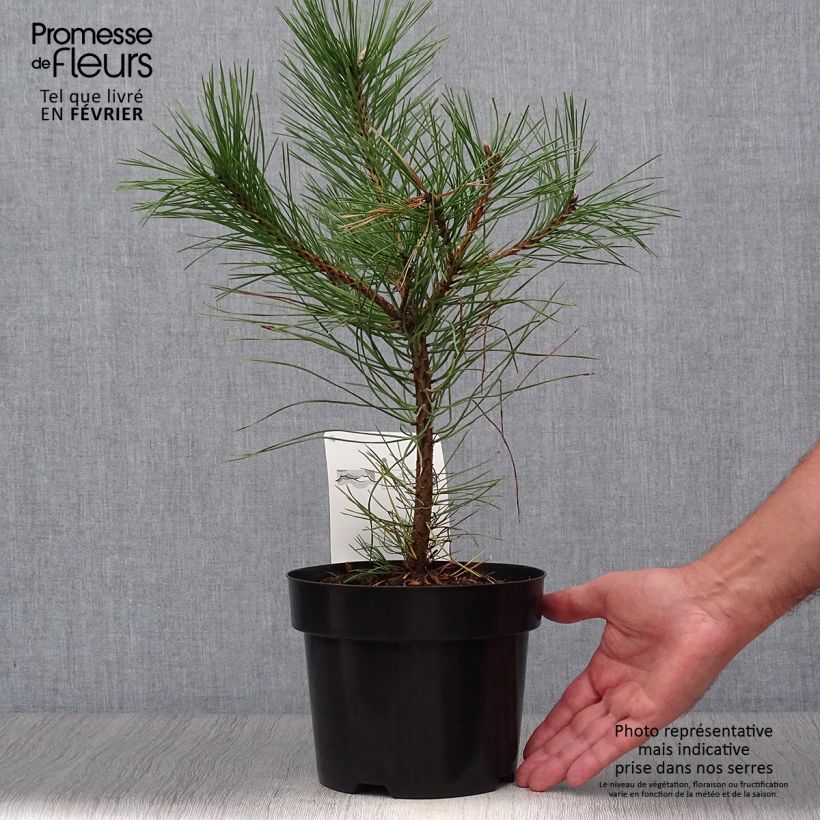 Pin noir d'Autriche - Pinus nigra nigra en pot de 2L/3L sample as delivered in autumn