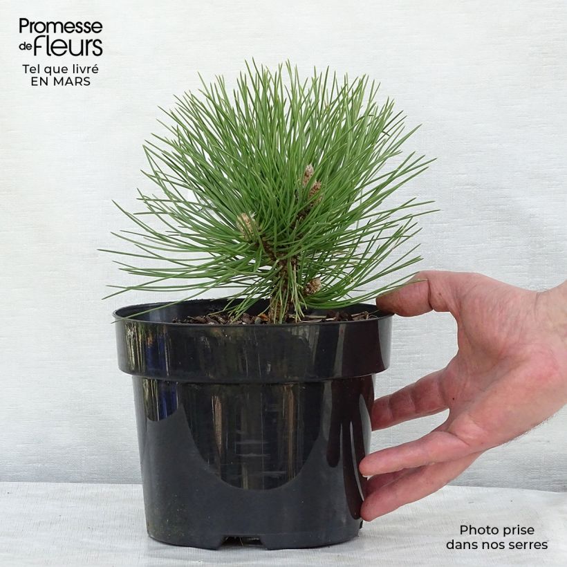 Pin noir nain - Pinus nigra Nana en pot de 2L/3L sample as delivered in winter