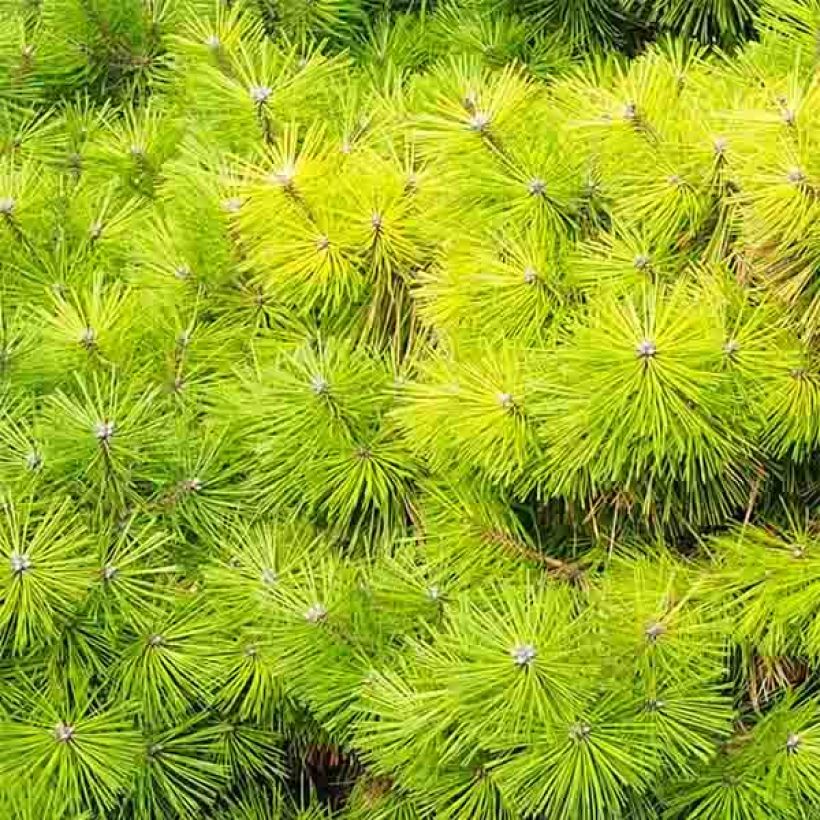 Pinus densiflora Jane Kluis - Japanese Red Pine (Foliage)