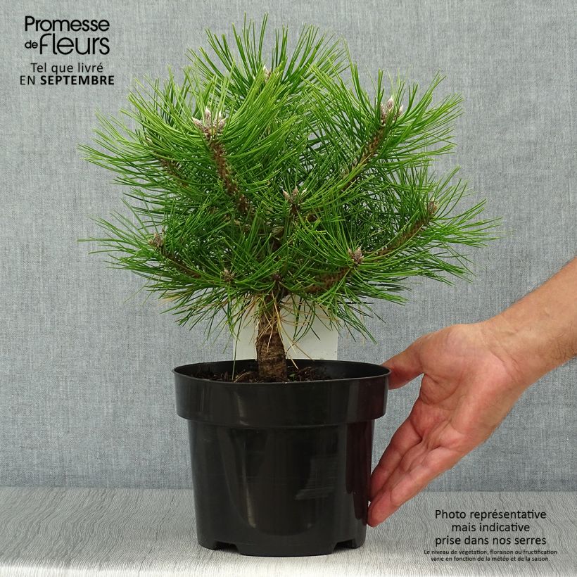 Pinus densiflora Jane Kluis - Japanese Red Pine sample as delivered in autumn