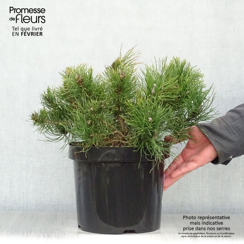 Pinus mugo pumilio - Pot de 7,5L sample as delivered in winter