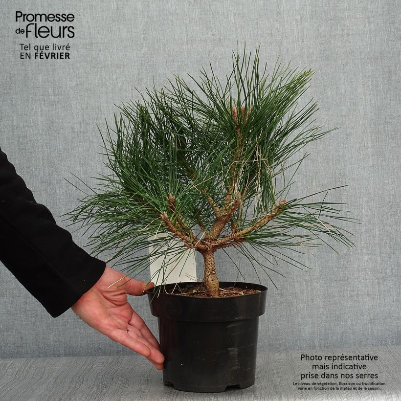 Pinus nigra Pierrick Brégeon en pot de 3L - Pin noir sample as delivered in winter